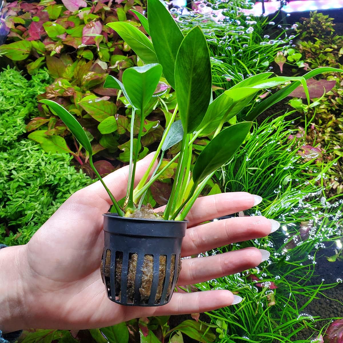 Anubias Live Aquarium Plants - Potted Freshwater Plant for Fish Tanks, Terrariums - Beginner Friendly Low Light (Congensis, 3 Pots)