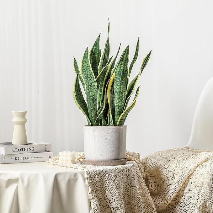 8 Inch Plant Pot: Ceramic Planter with Drainage Hole & Saucer - Cylinder Round Flowerpot for Indoor & Outdoor Plants - with Separate Tray for Home & Office - Retro Style, Grey