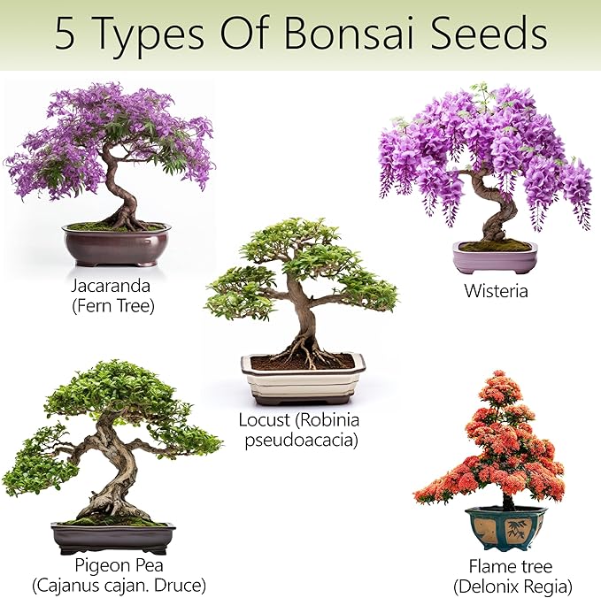Bonsai Tree Kit – 5X Unique Japanese Bonzai Trees | Complete Indoor Starter Kit for Growing Bonsai Plants with Tools & Planters – Gardening Gifts for Women & Men