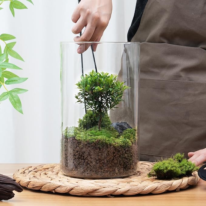 Desktop Glass Plant Terrarium with Grow Light (H:9.8" D:5.9"), for Succulent, Moss, Miniature Gardening Landscape, Betta Fish Tank, Indoor Plant Growth, Office Home Decoration, Plant Lovers Gifts