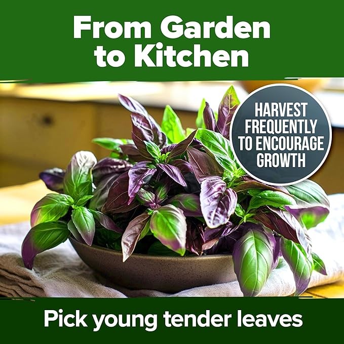 HOME GROWN Thai Basil Seeds Pack - 876 High Germination 𝗡𝗢𝗡-𝗚𝗠𝗢 𝗨𝗦𝗔 Heirloom Herb Seeds for Planting,Ideal for Growing Fresh Basil Planting Indoor or Outdoor(Ocimum basilicum var.thyrsiflora)