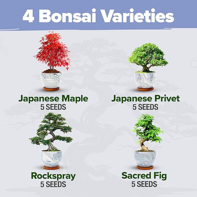 HOME GROWN Bonsai Tree Kit - Premium Ceramic Starter Kit - 4 Variety of Bonsai - Unique Gift for Men and Women Gardeners