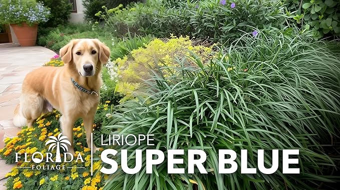 Liriope Super Blue | 10 Live Plants | Liriope muscari 'Super Blue' | Ornamental Ground Cover Plants | Shade-Tolerant Landscaping Perennial