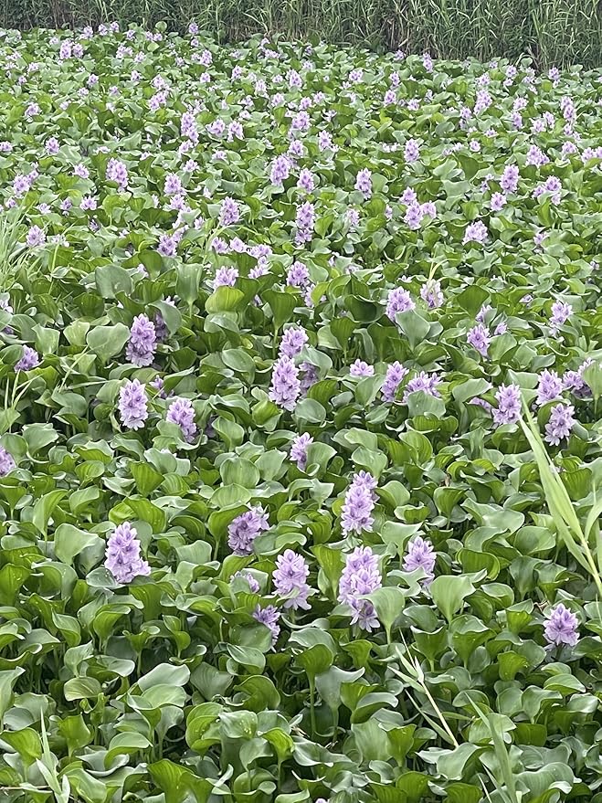 12 Water Hyacinth (Eichornia Crassipes) Floating Water Garden Pond Plants (12 Live Plants)