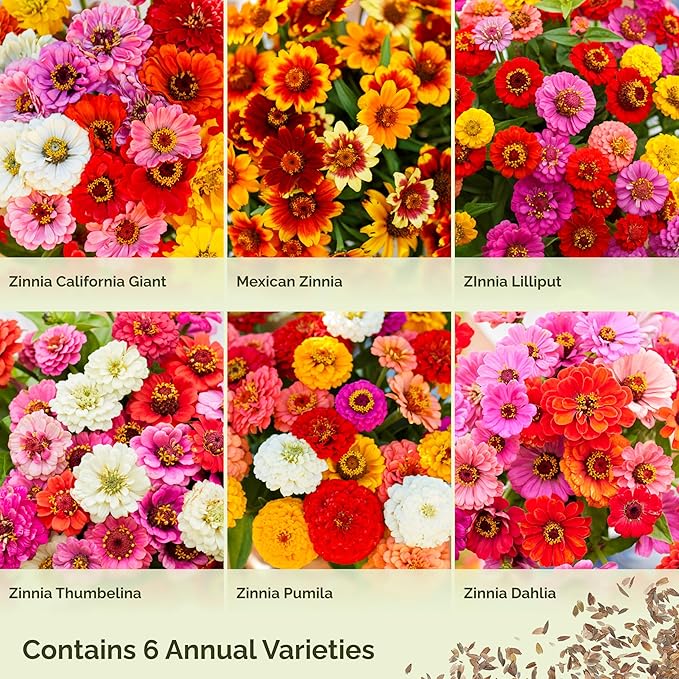 Eden Brothers Zin Master Flower Mixed Seeds for Planting, 1/4 lb, 120,000+ Seeds with California Giant, Mexican, Lilliput Zinnia | Attracts Pollinators, Plant in Spring, Zones 3, 4, 5, 6, 7, 8, 9, 10