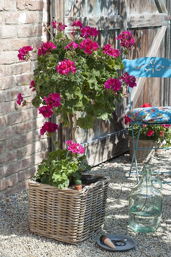 Blumat Plant Watering Devices - Classic XL Self Watering Planter Insert - Automatic Drip Plant Watering Stakes for Pots - Prevents Overwatering and Underwatering for Healthy Growth - 2 Pack