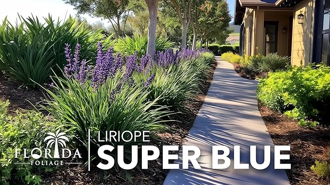 Liriope Super Blue | 40 Live Plants | Liriope muscari 'Super Blue' | Ornamental Ground Cover Plants | Shade-Tolerant Landscaping Perennial