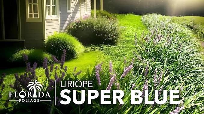 Liriope Super Blue | 5 Live 4 Inch Plants | Liriope muscari 'Super Blue' | Ornamental Ground Cover Plants | Shade-Tolerant Landscaping Perennial