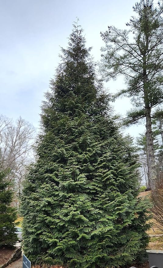 Thuja Green Giant Arborvitae Lot of 12, 3 Inch Pot