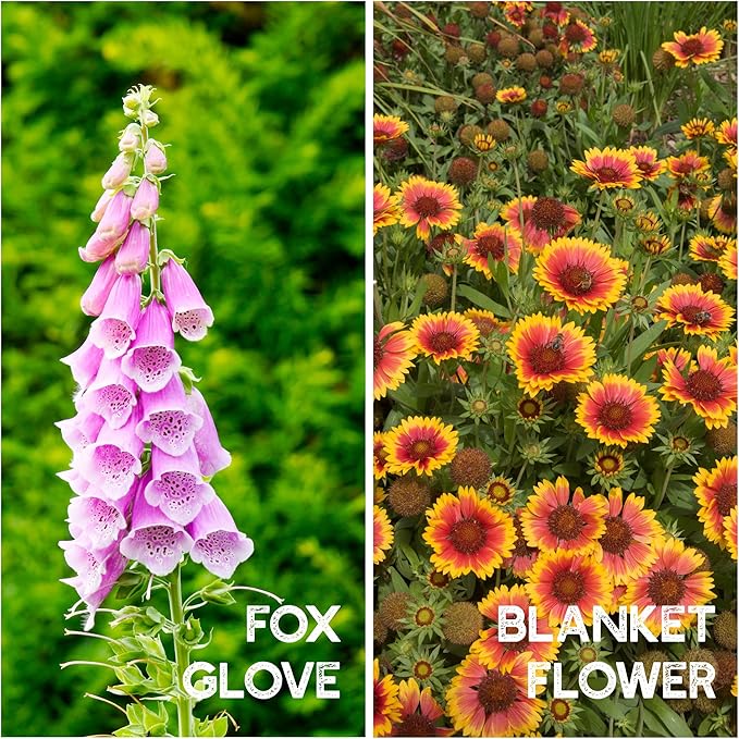 All Annual Wildflower Seeds Mix – 1 lb, 16,000+ Seeds – 21 Flower Varieties Including Poppy, Indian Blanket, Flax – Attracts Pollinators – Bulk Wildflower Seed for Planting