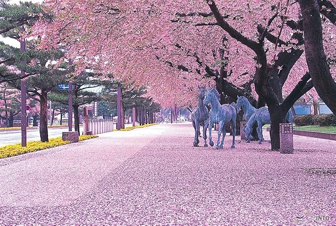 Live Kwanzan Cherry Blossom Tree – 8-12" Tall, Ornamental Pink Flowers