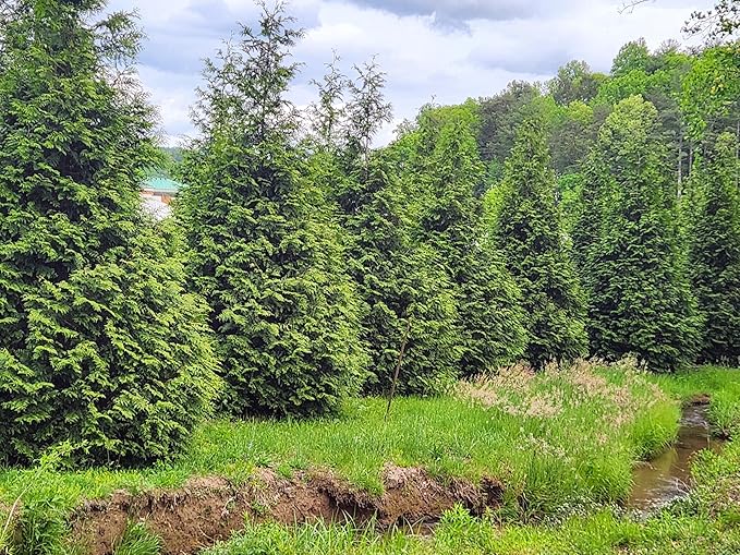 Thuja Green Giant Arborvitae Lot of 4, Quart Pot