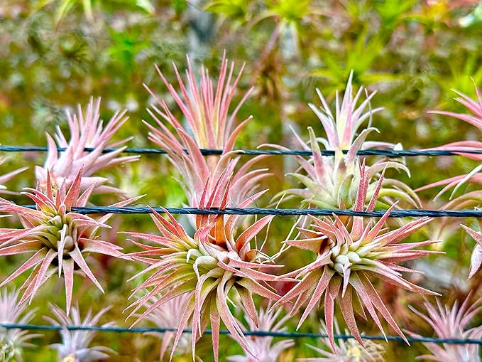 Air Plants - Tillandsia Ionantha Pack, Regular 1-3" - 12ct - Live Arrival Guaranteed - House Plants for Home Decor & Gift