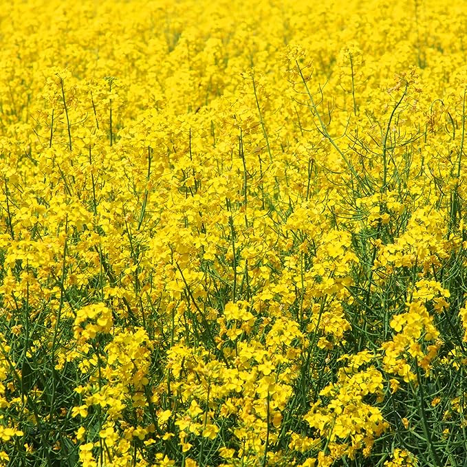 Outsidepride Yellow Mustard Seeds - 5000 Pcs Nutrient-Rich, Flavorful Annual Microgreen Seeds for Planting, Easy-to-Grow, Ideal for Indoor & Outdoor Cultivation, Soil & Hydroponic Systems