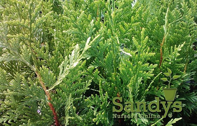 Thuja Evergreen Shrub, Green Giant Arborvitae, Quart Pot